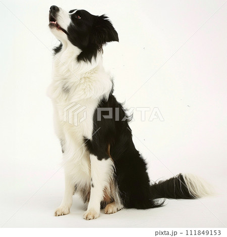 ボーダー・コリー image of Border Collie No2-11 111849153