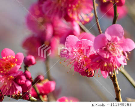 青空を背景にした紅梅の花 青空を背景にした紅梅の花 111849368