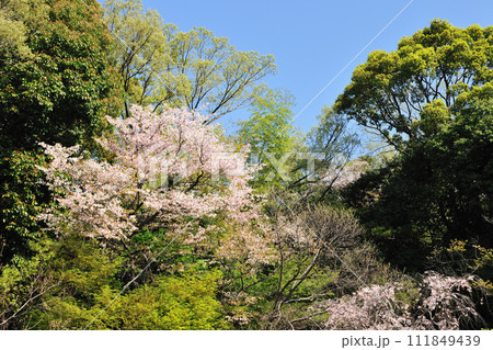 水源公園の桜 111849439