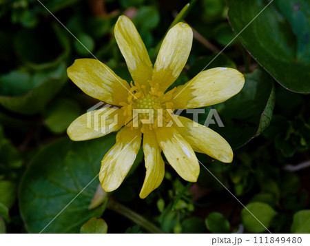 キンポウゲ科ヒメリュウキンカの花 キンポウゲ科ヒメリュウキンカの花 111849480