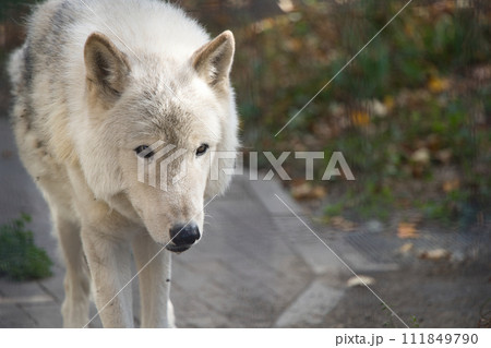 穏やかな表情のオオカミ 111849790