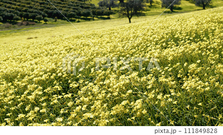 Spring With Yellow Sorrel Flowers In Nature Sicily Park 111849828