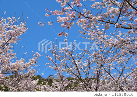 春　桜　岩国城 111850016