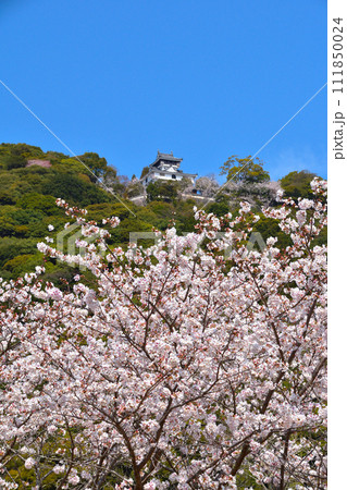 春　桜　岩国城 111850024