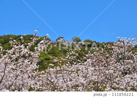 春 桜 岩国城 春 桜 岩国城 111850221