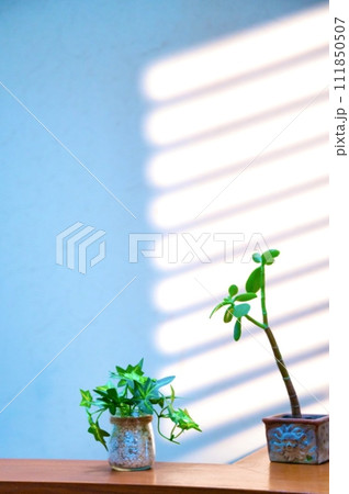 窓辺のミニ植物 窓辺のミニ植物 111850507