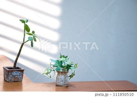 窓辺のミニ植物 窓辺のミニ植物 111850510