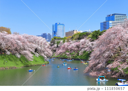 【東京都】快晴の千鳥ヶ淵(皇居)と満開の桜 【東京都】快晴の千鳥ヶ淵(皇居)と満開の桜 111850657