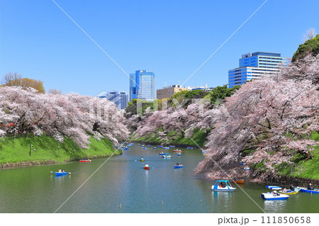 【東京都】快晴の千鳥ヶ淵（皇居）と満開の桜 111850658