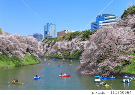 【東京都】快晴の千鳥ヶ淵（皇居）と満開の桜 111850664