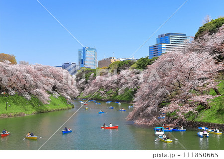 【東京都】快晴の千鳥ヶ淵（皇居）と満開の桜 111850665