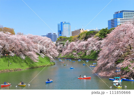 【東京都】快晴の千鳥ヶ淵（皇居）と満開の桜 111850666