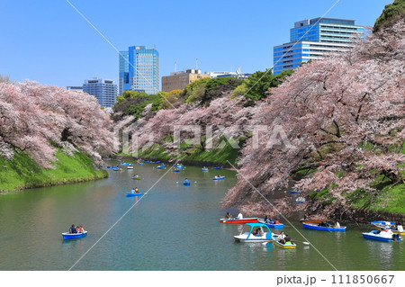 【東京都】快晴の千鳥ヶ淵(皇居)と満開の桜 【東京都】快晴の千鳥ヶ淵(皇居)と満開の桜 111850667