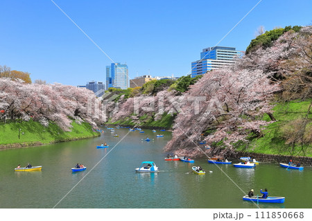 【東京都】快晴の千鳥ヶ淵（皇居）と満開の桜 111850668