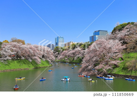 【東京都】快晴の千鳥ヶ淵（皇居）と満開の桜 111850669
