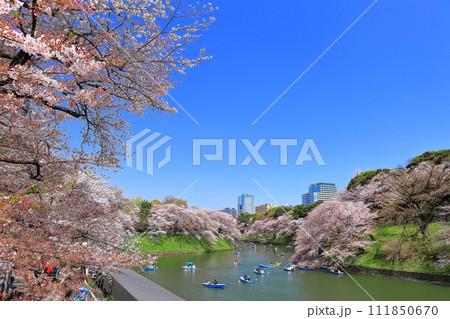 【東京都】快晴の千鳥ヶ淵（皇居）と満開の桜 111850670