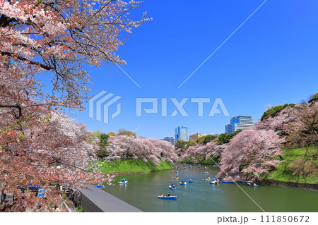 【東京都】快晴の千鳥ヶ淵（皇居）と満開の桜 111850672