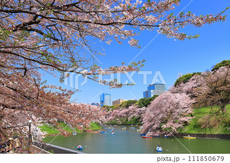 【東京都】快晴の千鳥ヶ淵(皇居)と満開の桜 【東京都】快晴の千鳥ヶ淵(皇居)と満開の桜 111850679
