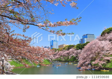 【東京都】快晴の千鳥ヶ淵(皇居)と満開の桜 【東京都】快晴の千鳥ヶ淵(皇居)と満開の桜 111850680