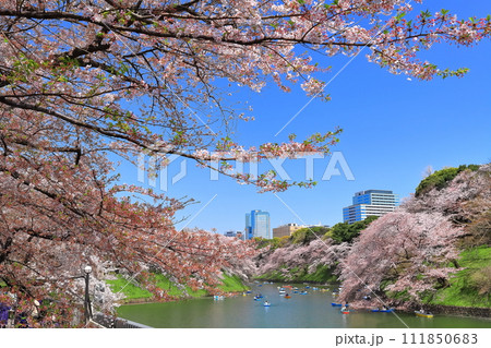 【東京都】快晴の千鳥ヶ淵(皇居)と満開の桜 【東京都】快晴の千鳥ヶ淵(皇居)と満開の桜 111850683