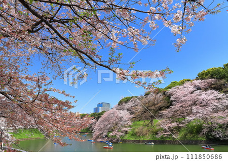 【東京都】快晴の千鳥ヶ淵（皇居）と満開の桜 111850686