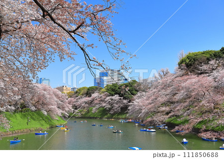 【東京都】快晴の千鳥ヶ淵（皇居）と満開の桜 111850688