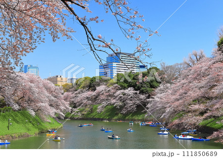 【東京都】快晴の千鳥ヶ淵（皇居）と満開の桜 111850689
