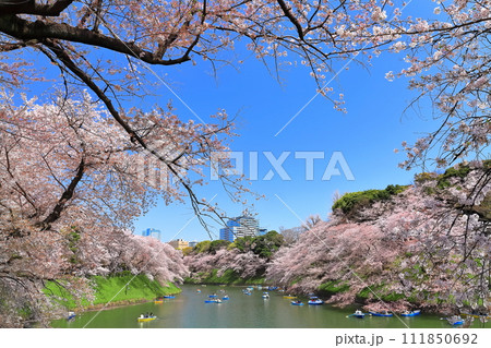 【東京都】快晴の千鳥ヶ淵(皇居)と満開の桜 【東京都】快晴の千鳥ヶ淵(皇居)と満開の桜 111850692
