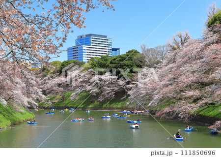 【東京都】快晴の千鳥ヶ淵(皇居)と満開の桜 【東京都】快晴の千鳥ヶ淵(皇居)と満開の桜 111850696