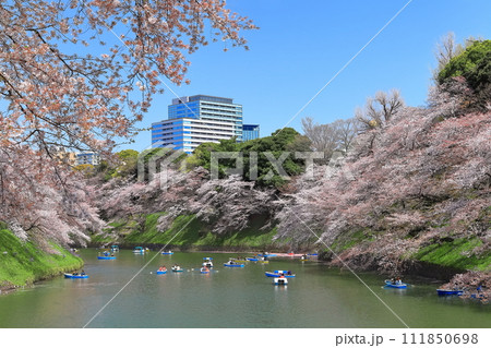 【東京都】快晴の千鳥ヶ淵(皇居)と満開の桜 【東京都】快晴の千鳥ヶ淵(皇居)と満開の桜 111850698