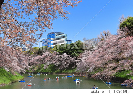 【東京都】快晴の千鳥ヶ淵(皇居)と満開の桜 【東京都】快晴の千鳥ヶ淵(皇居)と満開の桜 111850699