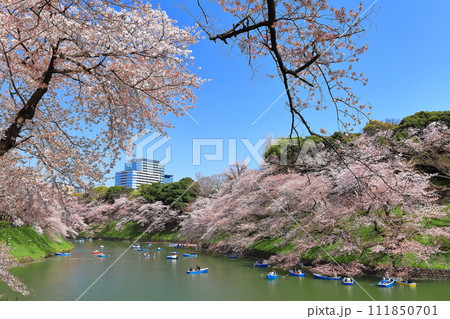 【東京都】快晴の千鳥ヶ淵（皇居）と満開の桜 111850701