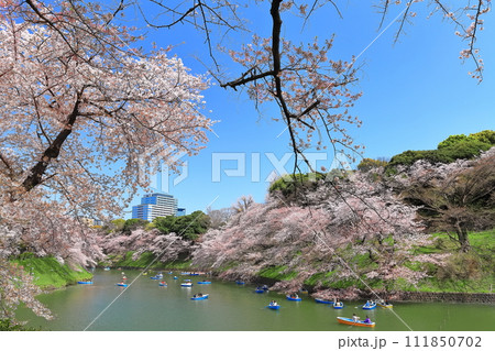 【東京都】快晴の千鳥ヶ淵(皇居)と満開の桜 【東京都】快晴の千鳥ヶ淵(皇居)と満開の桜 111850702