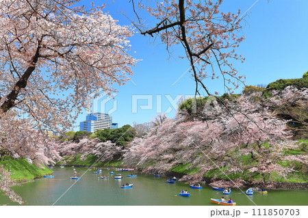 【東京都】快晴の千鳥ヶ淵（皇居）と満開の桜 111850703