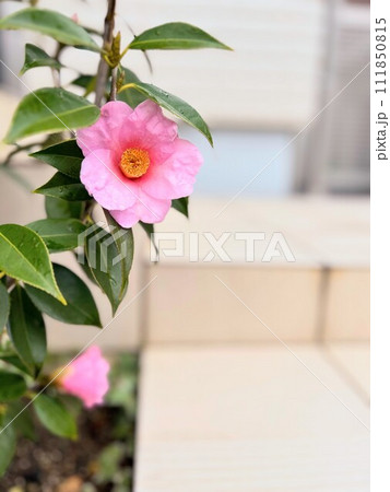 椿の花 111850815