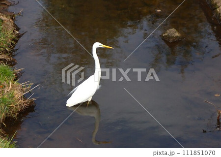 ゆずの里毛呂山町のクズ川に着水した白鷺の生態写真 111851070