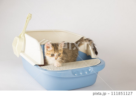 An isolated cat seated in plastic litter toilet box or sandbox set against clean white backdrop. This educational image underscores feline hygiene and care presenting clean well-maintained environment 111851127