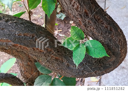 The unusual trunk of the tree has grown, with a large curve and looks like a serpent trying to suffocate the leaves of the tree with its death grip 111851282