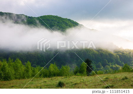 carpathian countryside landscape with green meadows and trees in morning mist. mountainous scenery on an overcast day 111851415