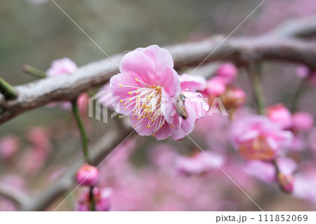 うめ 春告草 ソシンロウバイ 111852069