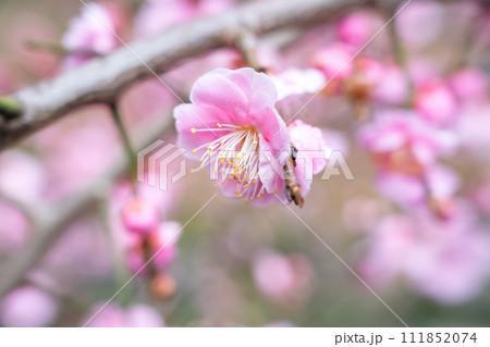 うめ 春告草 ソシンロウバイ 111852074