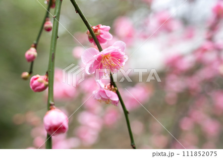 うめ 春告草 ソシンロウバイ 111852075