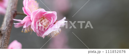 うめ 春告草 ソシンロウバイ 111852076