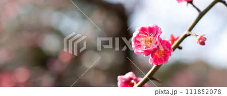 うめ 春告草 ソシンロウバイ 111852078