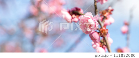 うめ 春告草 ソシンロウバイ 111852080