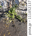捨てられた雑草 111852137