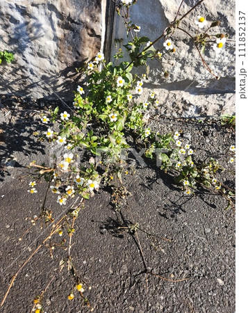 捨てられた雑草 111852137