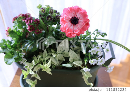 春の花の寄せ植え 春の花の寄せ植え 111852223