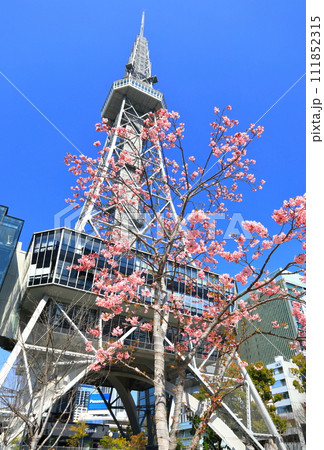 【愛知県】名古屋テレビ塔と河津桜 【愛知県】名古屋テレビ塔と河津桜 111852315
