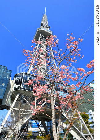 【愛知県】名古屋テレビ塔と河津桜 111852316
